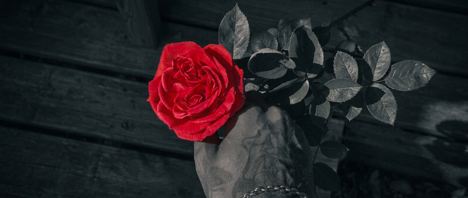 Une rose tenue dans une main tatouée — la force qui porte la douceur